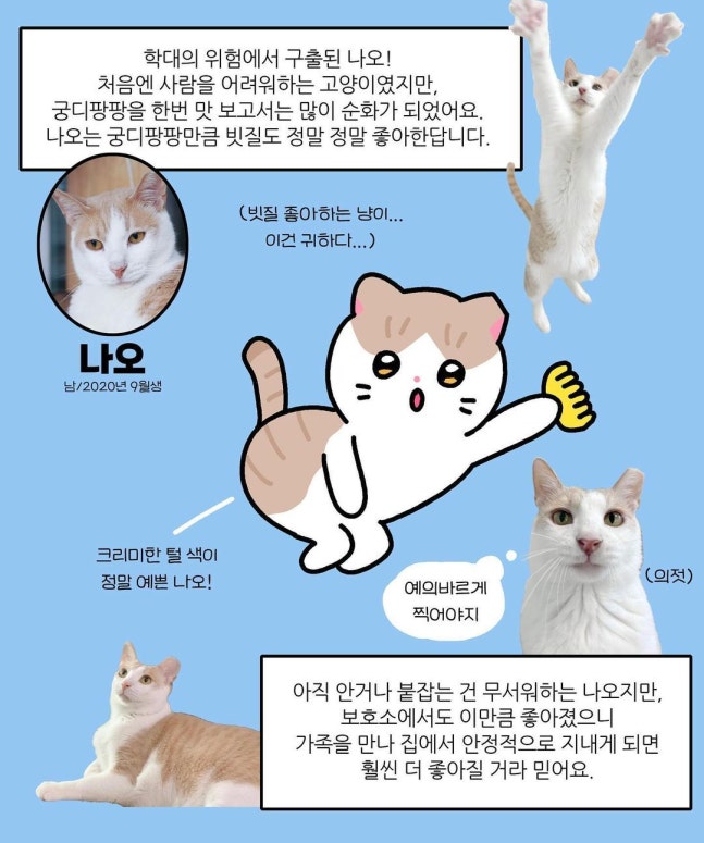 Artist Olso portrayed each cat with various personalities and features using realistic and witty cartoons. (Provided by Nabi I Love You) ⓒ News1