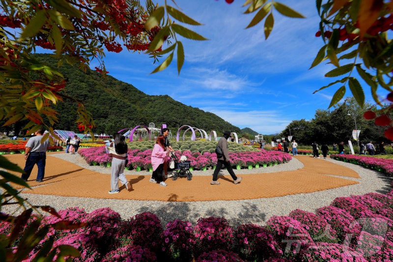 <b>인제 가을꽃축제</b>장 찾은 관람객들