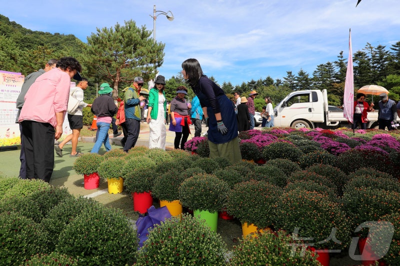 <b>인제 가을꽃축제</b>장 찾은 관람객들