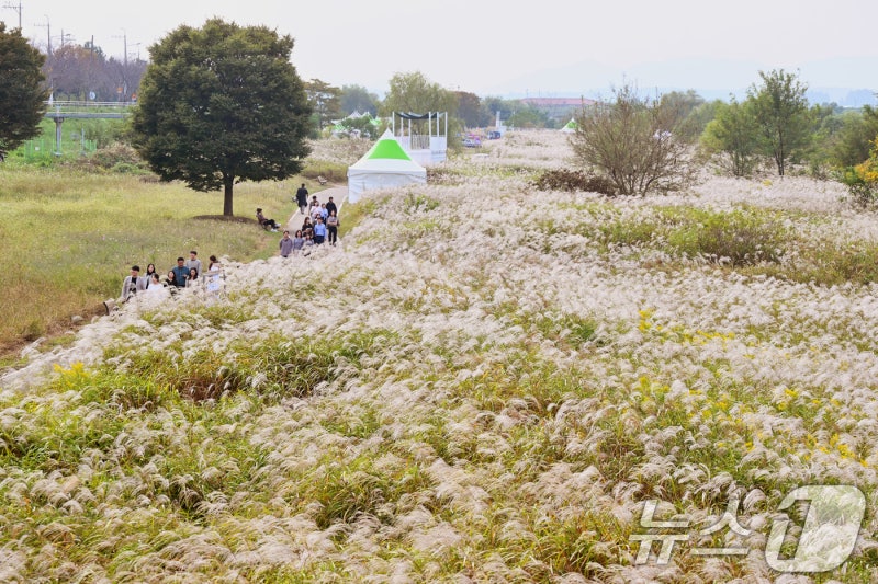 서창 <b>은빛 억새</b> 만발