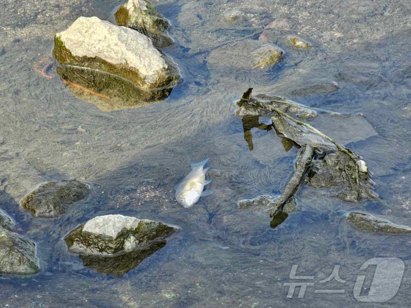 <b>광주</b> 도심 하천서 <b>물고기</b> 400여 마리 집단폐사…수질검사 의뢰