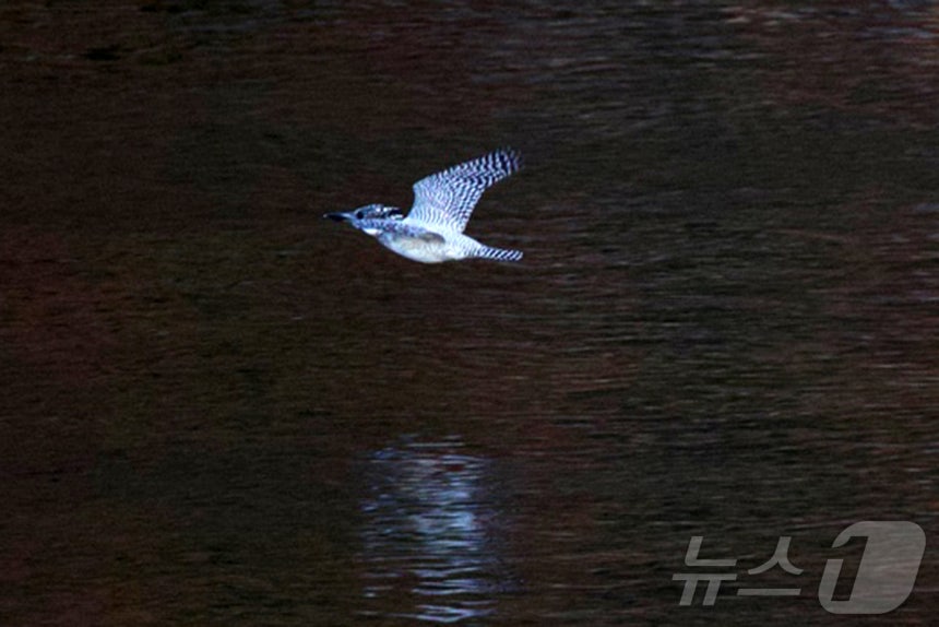 100년 전 국내에서 사라진 것으로 알려진 뿔호반새가 경남 산간의 한 계곡에서 발견됐다. (생태사진작가 임재수씨 제공) 2024.11.29/뉴스1