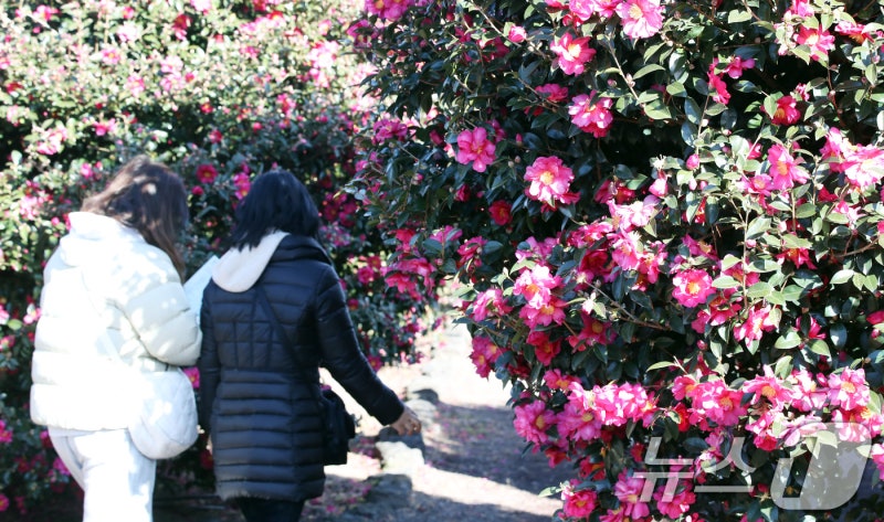 <b>제주 겨울</b> 동백 활짝