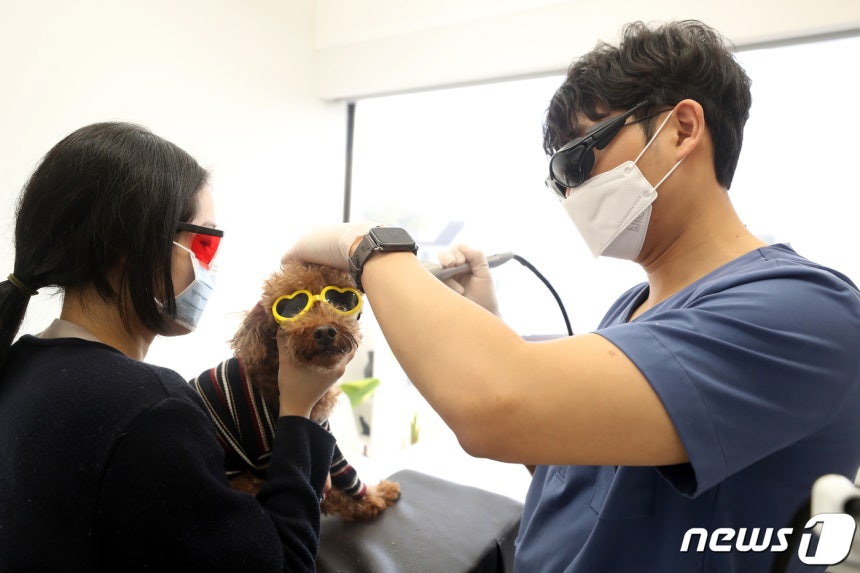 Dr. Lee Tae-hyun treating a pet with a skin condition at La Pucelle Veterinary Skin Clinic in Gangnam, Seoul. ⓒ News1 Reporter Lee Seung-bae