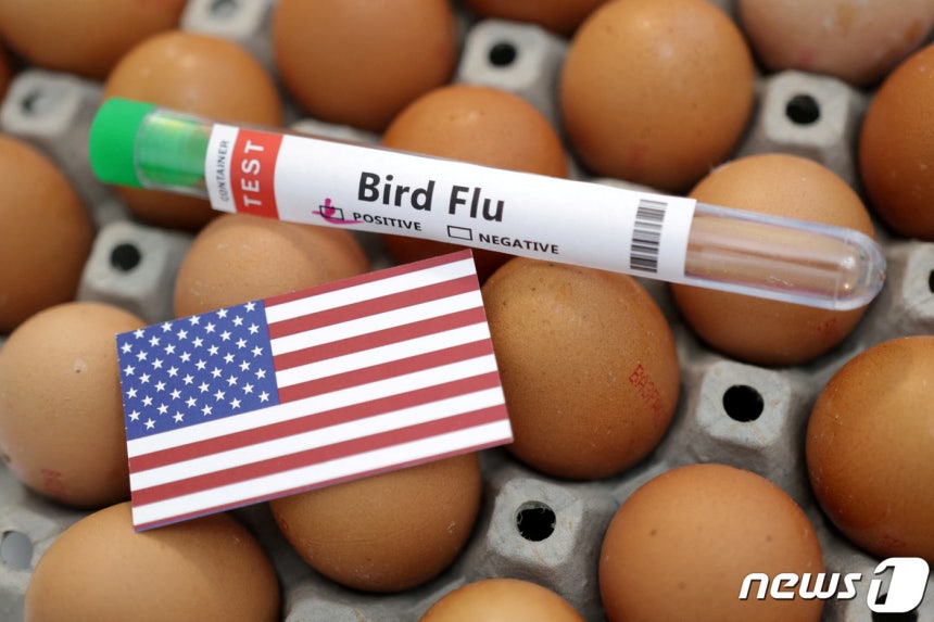 Avian Influenza (AI) test kit. 23.01.14 © Reuters=News1 © News1 Kim Ye-seul Reporter