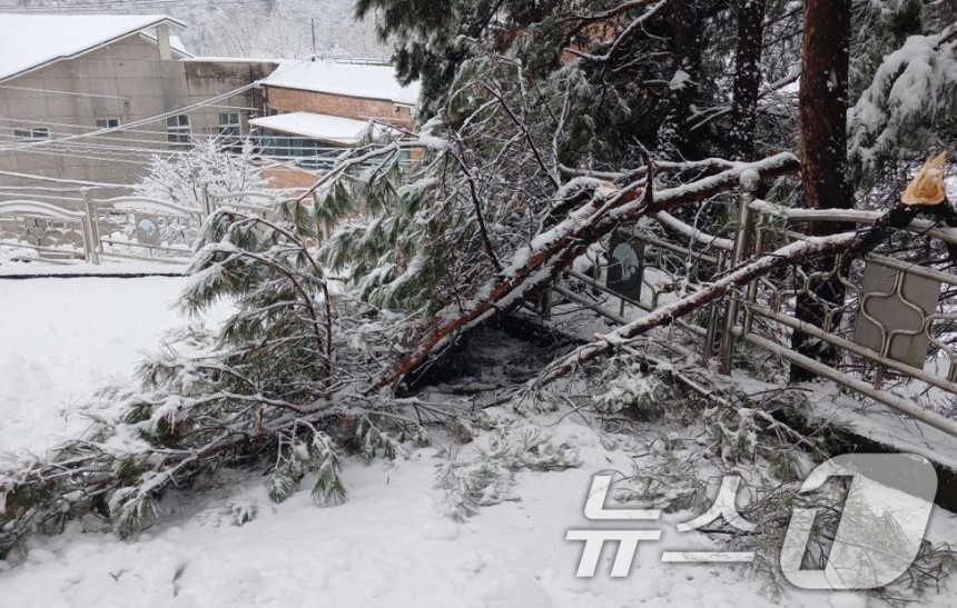 三天，由於Seosu -Myeon，Andong -Si的大雪，樹木掉落並覆蓋了道路。（由Gyeongbuk消防總部提供。轉售和DB）2025.3.3/news1ⓒnews1 park ji -hye記者