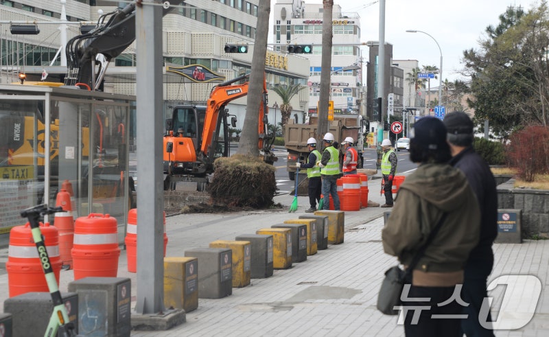 사라지는 <b>제주</b> <b>야자수</b>