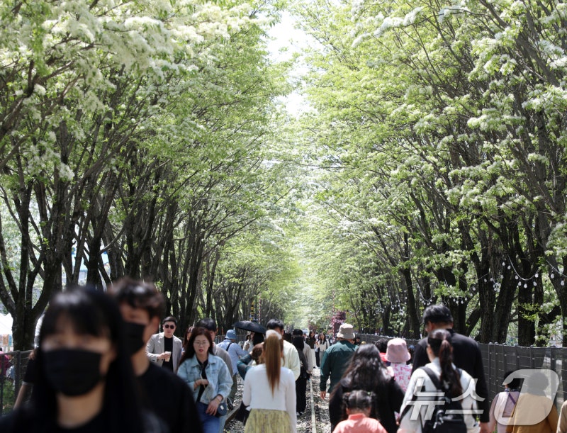 <b>이팝나무 철길</b> 개방, 열차 대신 인파 행렬