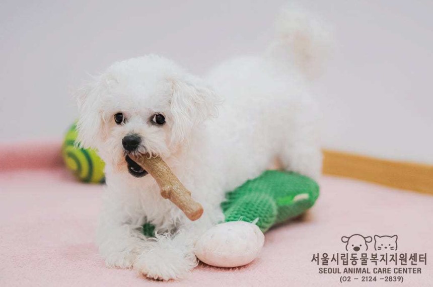 서울동물복지지원센터 마포에서 보호 중인 랏따(센터 제공) ⓒ 뉴스1