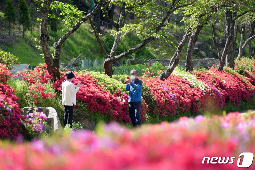 영산홍.기사 내용과는 무관.(동구 제공) 2023.4.18/뉴스1 ⓒ News1 이승현 기자