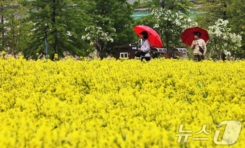 비가 내린 9일 오후 경기 구리한강공원 일대에서 열린 유채꽃 축제를 찾은 시민들이 꽃구경을 하고 있다.2025.5.9/뉴스1 ⓒ News1 장수영 기자