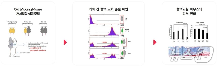 하플사이언스가 병체결합 혈액교환 쥐 모델을 활용해 젊은 쥐의 피를 공유한 늙은 쥐에서 피부재생 효과를 확인했다.(하플사이언스 제공)/뉴스1
