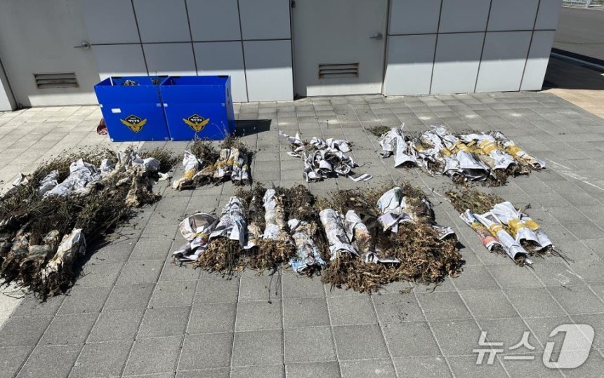 해경이 압수한 '나도 양귀비'(해경 제공. 재판매 및 DB금지)/뉴스1