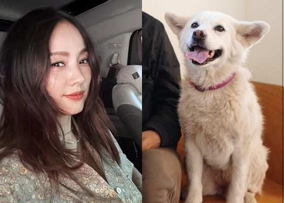 <b>이효리</b>, 암 투병 반려견과 안타까운 작별 "잘 가라, 우리 <b>석삼이</b>"