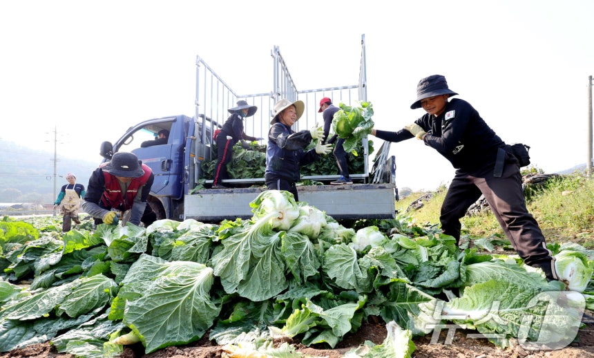 전남 해남군 북평면 앞 배추밭에서 농민들이 외국인 노동자들과 배추 수확을 하고는 모습. (기사와 무관한 사진)/ 뉴스1 DB
