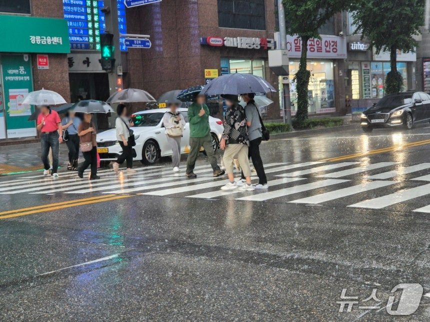 극심한 가뭄을 겪고 있는 강원 강릉에 단비가 내린 17일 시민들이 우산을 쓰고 횡단보도를 걷고 있다. 2025.9.17/뉴스1