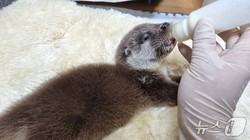 울산야생동물구조관리센터는 지난달 25일 멸종위기 야생생물 I급이자 천연기념물인 수달 2마리를 울주군 태화강 지류 일대 자연 서식지로 돌려보냈다.(울산시설공단 제공. 재판매 및 DB