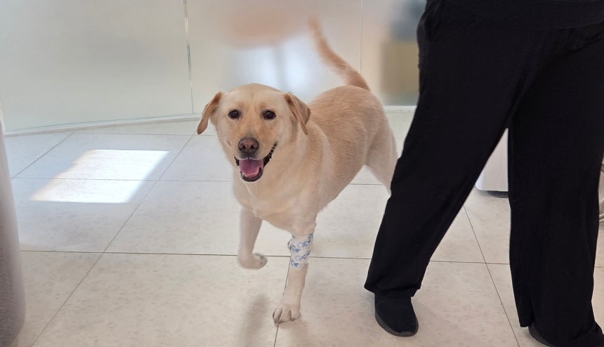 최다 헌혈견 복희가 헌혈 전 건강검진을 받고 센터에서 뛰놀고 있다.ⓒ 뉴스1 한송아 기자