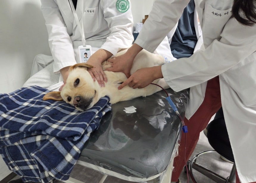 차분히 헌혈하고 있는 복희 ⓒ 뉴스1 한송아 기자