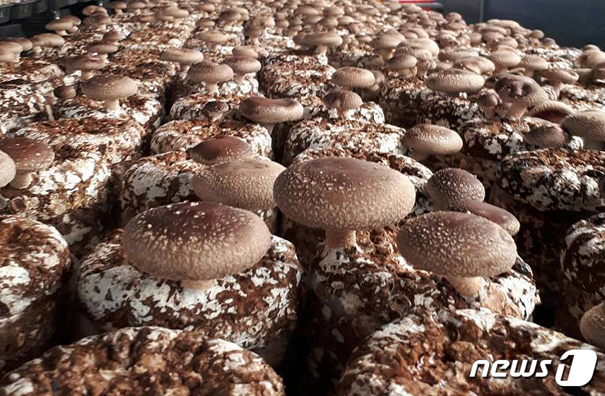 표고버섯 자료사진 ⓒ News1