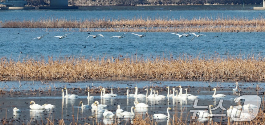초겨울 날씨를 보인 8일 경기 광주시 퇴촌면 경안천습지생태공원에서 겨울철새 큰고니가 먹이활동을 하고 있다.2025.12.8/뉴스1 ⓒ News1 김영운 기자