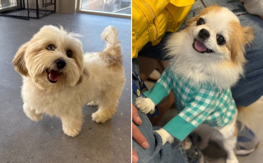 지난 7월 강화도 번식장에서 구조된 장모 치와와 믹스 '하츄(오른쪽)'와 꼬똥 믹스 '써니'가 가족을 기다리고 있다(유행사 제공).ⓒ 뉴스1