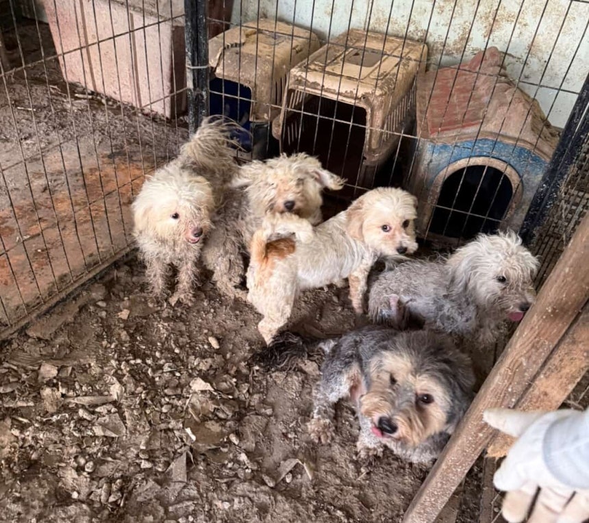 인천 강화군의 한 합법 번식장에서 지내던 '써니(왼쪽에서 세 번째)'와 '츄이(맨 오른쪽 아래)'(유행사 제공) ⓒ 뉴스1