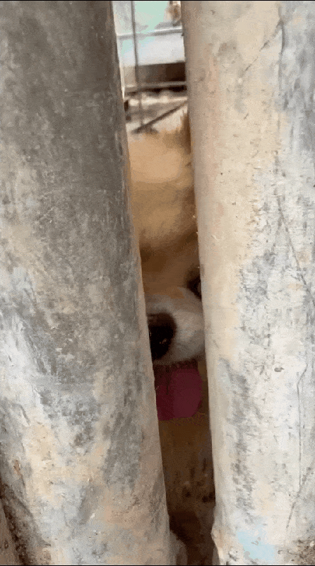 구조를 기다리던 하츄의 모습(유행사 제공) ⓒ 뉴스1