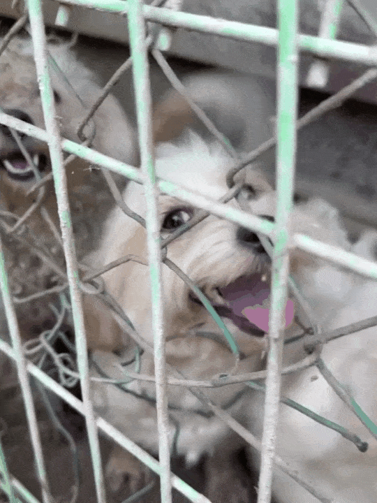 번식장에서 봉사자들을 보고 밝게 웃던 써니(유행사 제공) ⓒ 뉴스1