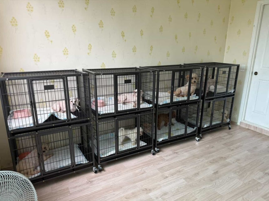 지난 7월 구조 작업이 벌어진 인천 강화군 합법 번식장이 브루셀라 고위험 환경으로 분류됨에 따라 구조된 개들은 격리된 환경에서 돌봄을 받았다(유행사 제공).ⓒ 뉴스1