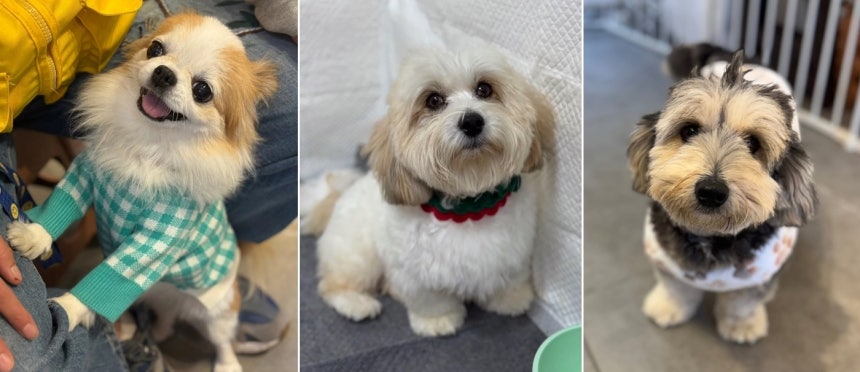 가족을 기다리는 하츄(왼쪽부터),써니,츄이(유행사 제공) ⓒ 뉴스1