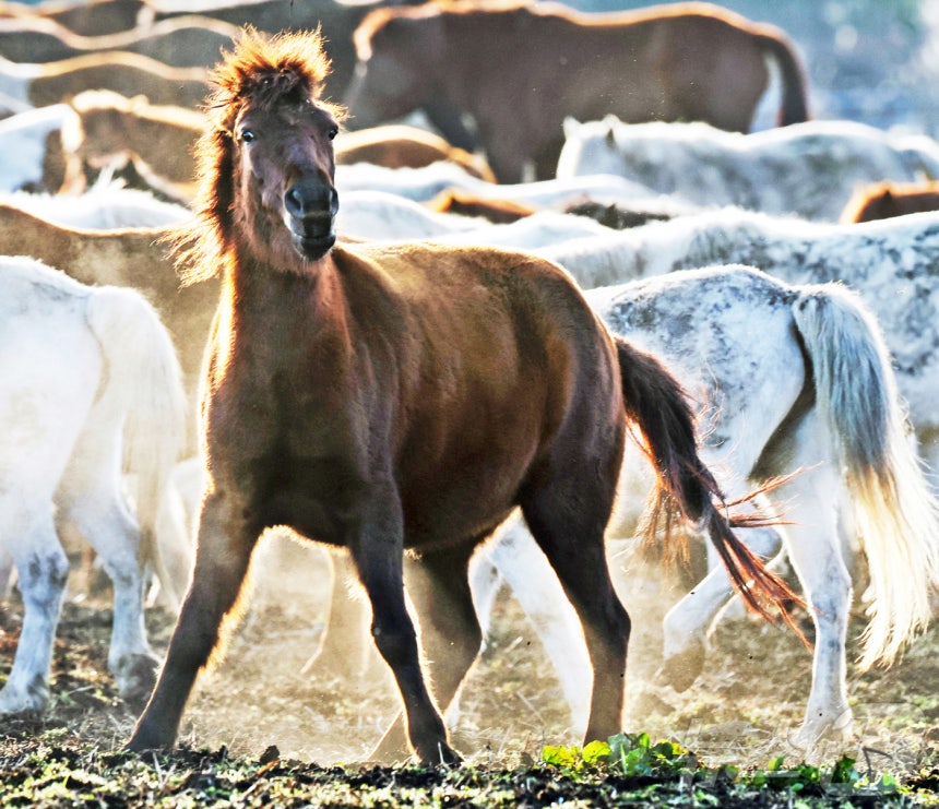 2026년 희망찬 병오년(丙午年) 붉은 말의 해가 다가왔다.지난 19일 제주특별자치도 제주축산 생명연구원에서 천연기념물 제347호인 제주 토종종마가 풀밭을 거닐고 있다.강인한 체질과 인내심을 가진 제주마 처럼 지
