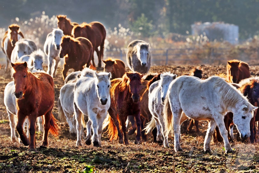 2026년 희망찬 병오년(丙午年) 붉은 말의 해가 다가왔다.지난 19일 제주특별자치도 제주축산 생명연구원에서 천연기념물 제347호인 제주 토종종마가 풀밭을 거닐고 있다.2025.12.31/뉴스1 ⓒ News1 황