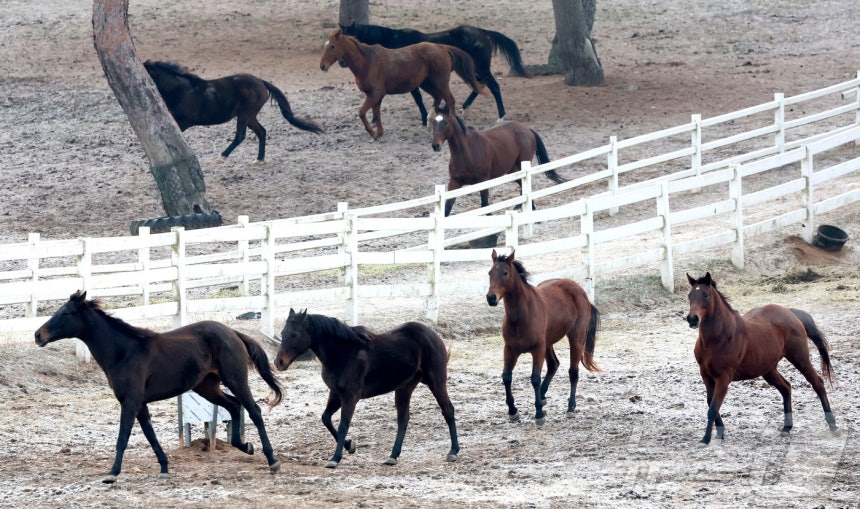2026년 희망찬 병오년(丙午年) 붉은 말의 해가 다가왔다.지난 10일 경기 고양시 원당종마목장 초원에 풀어놓은 말들이 뛰놀고 있다.2025.12.31/뉴스1 ⓒ News1 장수영 기자