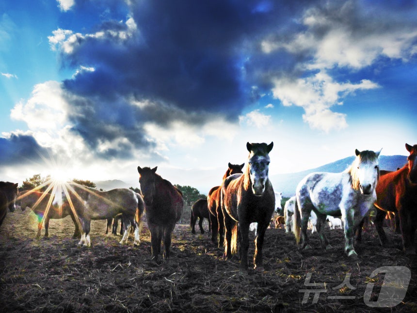 2026년 희망찬 병오년(丙午年) 붉은 말의 해가 다가왔다.지난 19일 제주특별자치도 제주축산 생명연구원에서 천연기념물 제347호인 제주 토종종마가 풀밭을 거닐고 있다.2025.12.31/뉴스1 ⓒ News1 