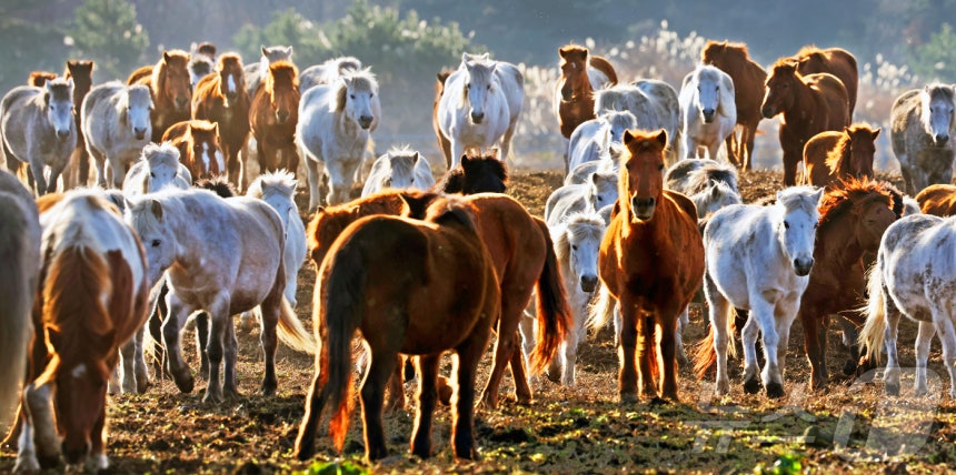 2026년 희망찬 병오년(丙午年) 붉은 말의 해가 다가왔다.지난 19일 제주특별자치도 제주축산 생명연구원에서 천연기념물 제347호인 제주 토종종마가 풀밭을 거닐고 있다.2025.12.31/뉴스1 ⓒ News1 