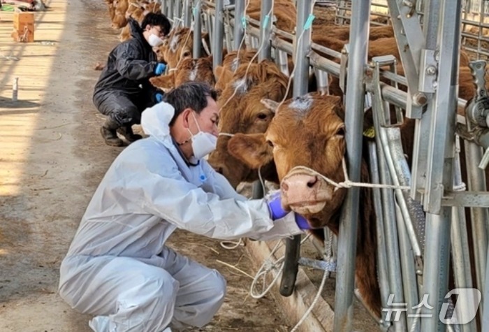 박병용 수의사가 소 진료를 하고 있다(수의사회 제공).ⓒ 뉴스1