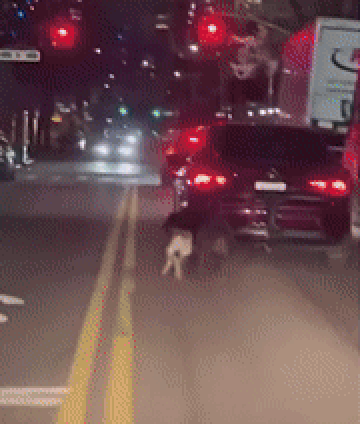 차 트렁크에 개 묶고 질주… 진짜 끔찍한 인간 등장