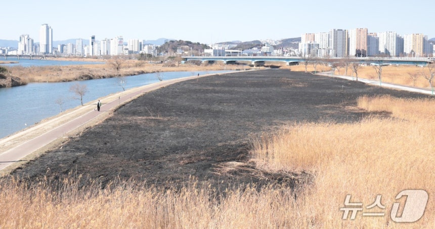 울산 북구 명촌교 일대 억새밭이 지난 24일 화재로 인해 검은 잿더미로 남았다.2026.1.25/뉴스1 ⓒ News1 김세은 기자