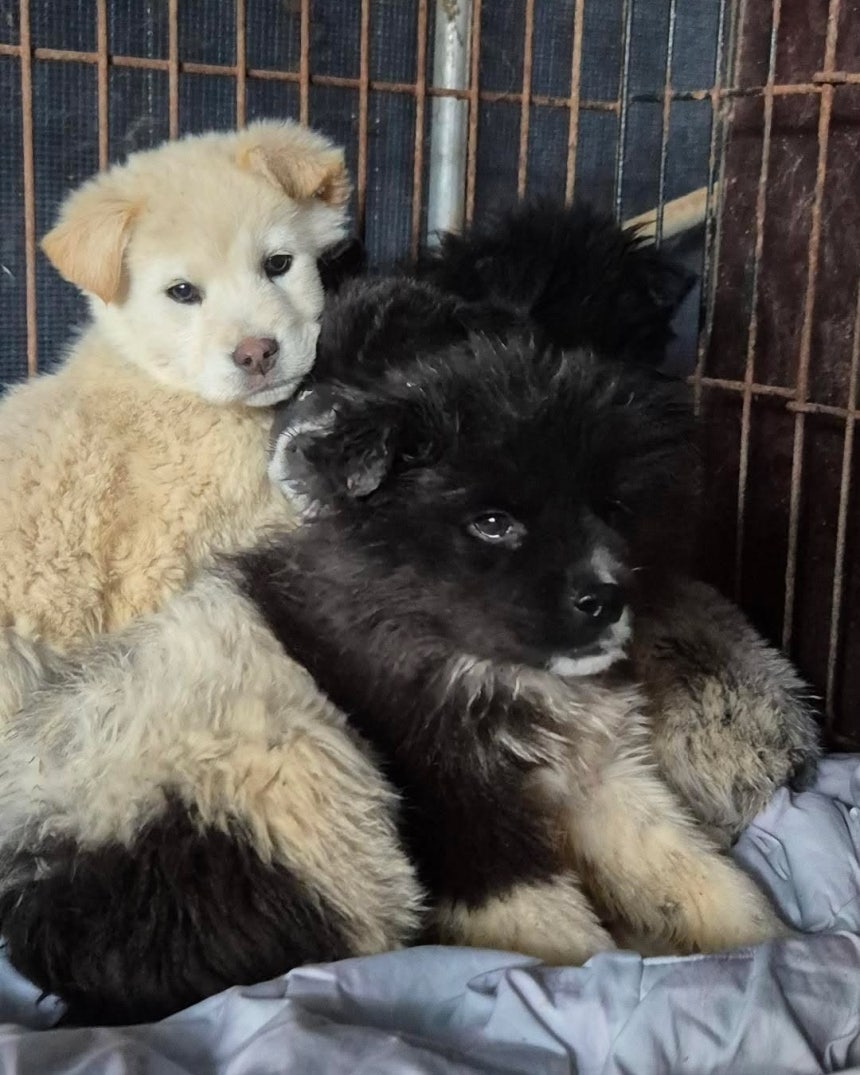 어린 시절 보호소에 들어와 약 1년간 다른 중대형견들과 함께 지낸 솔유(인스타그램 daybreak1997 제공)ⓒ 뉴스1