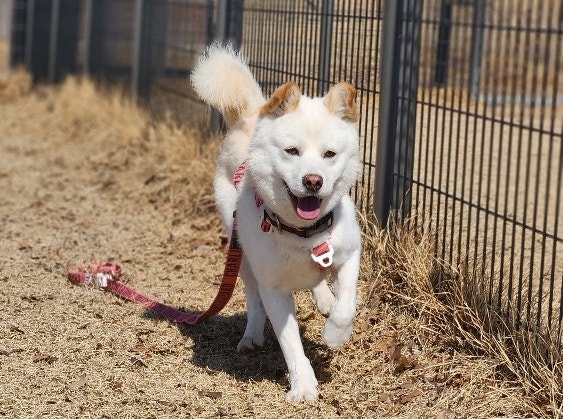 '쁘띠 진도' 체형의 솔유(인스타그램 daybreak1997 제공) ⓒ 뉴스1