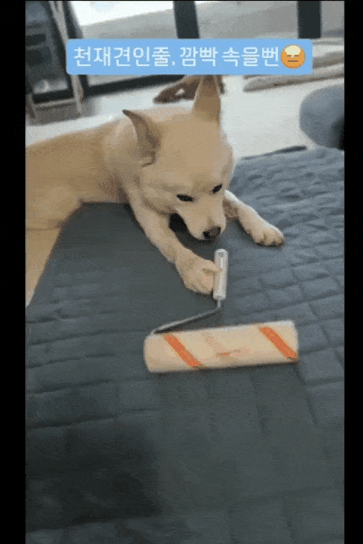 마치 청소하듯이 청소도구를 갖고 노는 솔유(인스타그램 daybreak1997 제공) ⓒ 뉴스1