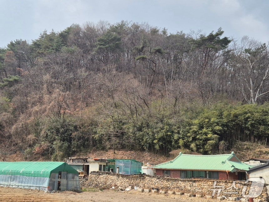 지난 17일 울산 울주군 언양읍 양달마을 뒷산에 지난해 발생한 대형 산불의 흔적이 남아있다.2026.3.20ⓒ 뉴스1 박정현 기자