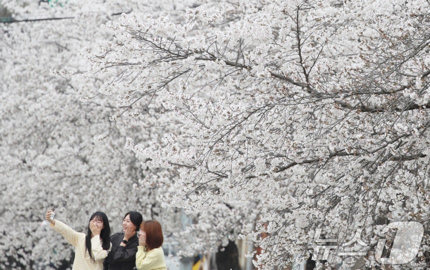 완연한 봄 날씨를 보인 1일 오전 대전 동구 신안동 대동천변에 벚꽃이 만개해 있다. 2026.4.1 ⓒ 뉴스1 김기태 기자