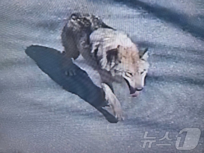 8일 대전 오월드에서 탈출한 늑대 1마리가 대전 도심에서 목격되고 있다. 현재소방, 경찰, 오월드, 금강유역환경청, 엽사 등이 수색 및 포획 작업을 하고 있다. (대전소방본부 제공. 재판매 및 DB금지) 2026.4