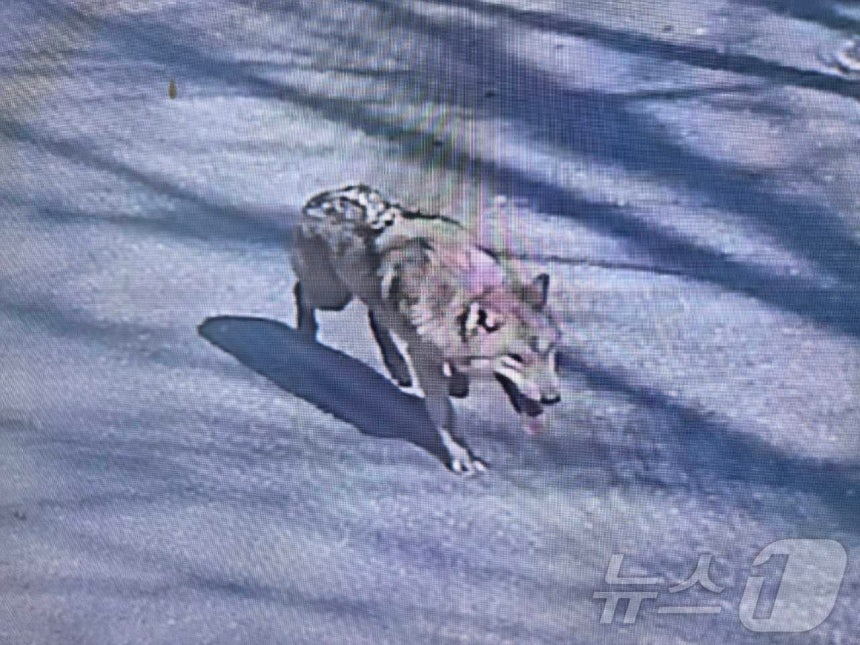 8일 대전 오월드에서 탈출한 늑대 1마리가 대전 도심을 배회하는 모습 (대전소방본부 제공. 재판매 및 DB금지) 2026.4.8