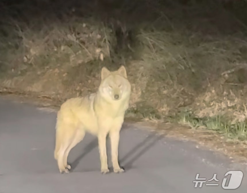 늑대를 봤다고 신고한 시민이 SNS를 통해 공개한 영상 캡쳐(인스타그램 갈무리·재판매 및 DB금지)) /뉴스1