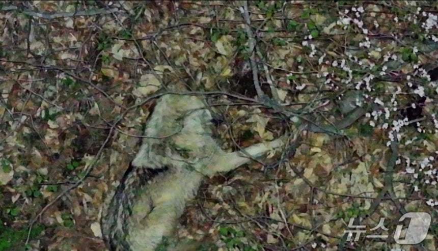 14일 열화상 드론에 포착된 늑구(대전시 제공.재판매 및 DB금지)