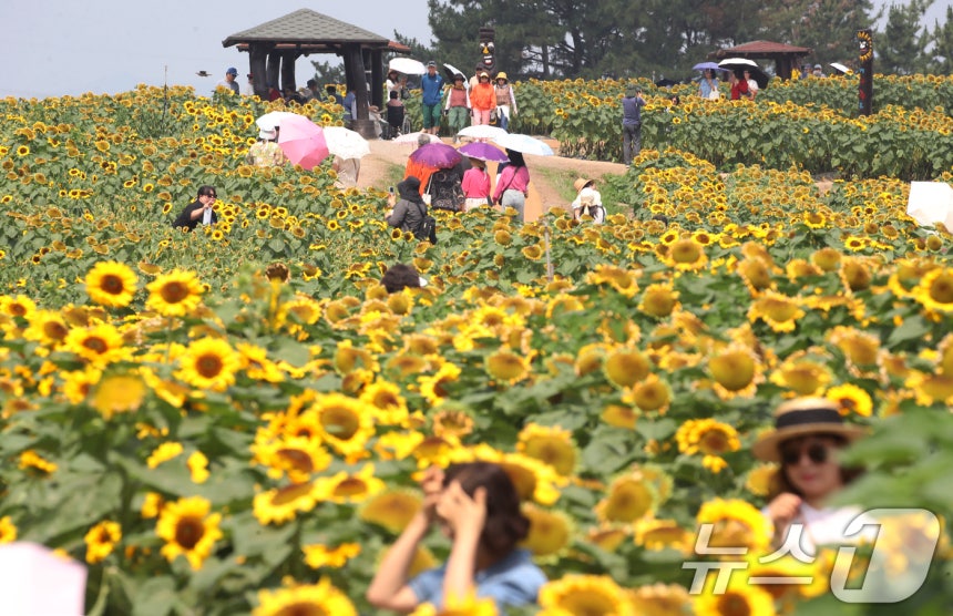 무더위가 기승을 부린 29일 제14회 강주해바라기축제가 열리고 있는 경남 함안군 법수면 강주해바라기마을을 찾은 관광객들이 해바라기를 구경하고 있다.2026.6.29 ⓒ 뉴스1 윤일지 기자