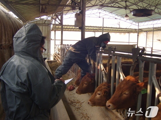 순창 한우농가서 <b>럼피스킨</b>병 발생…올해 전국 첫 사례